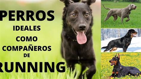 las mejores corridas internas|Las 23 mejores razas de perros para correr y hacer canicross.